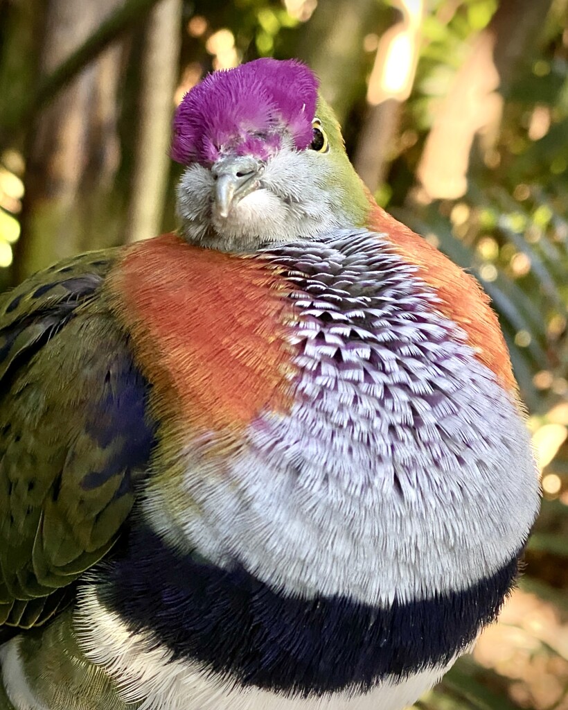 And what is wrong with purple hair says the Superb Fruit Dove. by johnfalconer