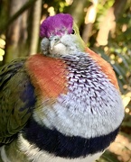 15th Jul 2024 - And what is wrong with purple hair says the Superb Fruit Dove.