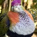 And what is wrong with purple hair says the Superb Fruit Dove. by johnfalconer