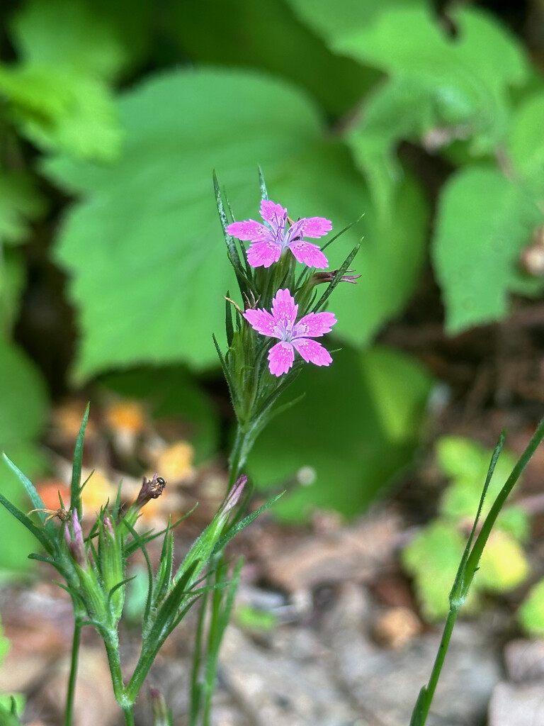 Tiny Pink by pjbedard