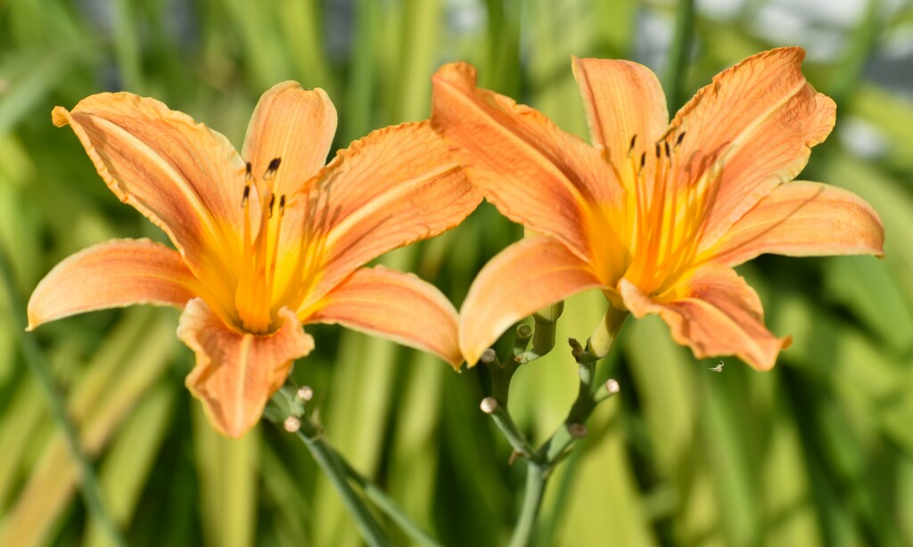 Twin Day Lilies by bjywamer