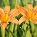 Twin Day Lilies by bjywamer