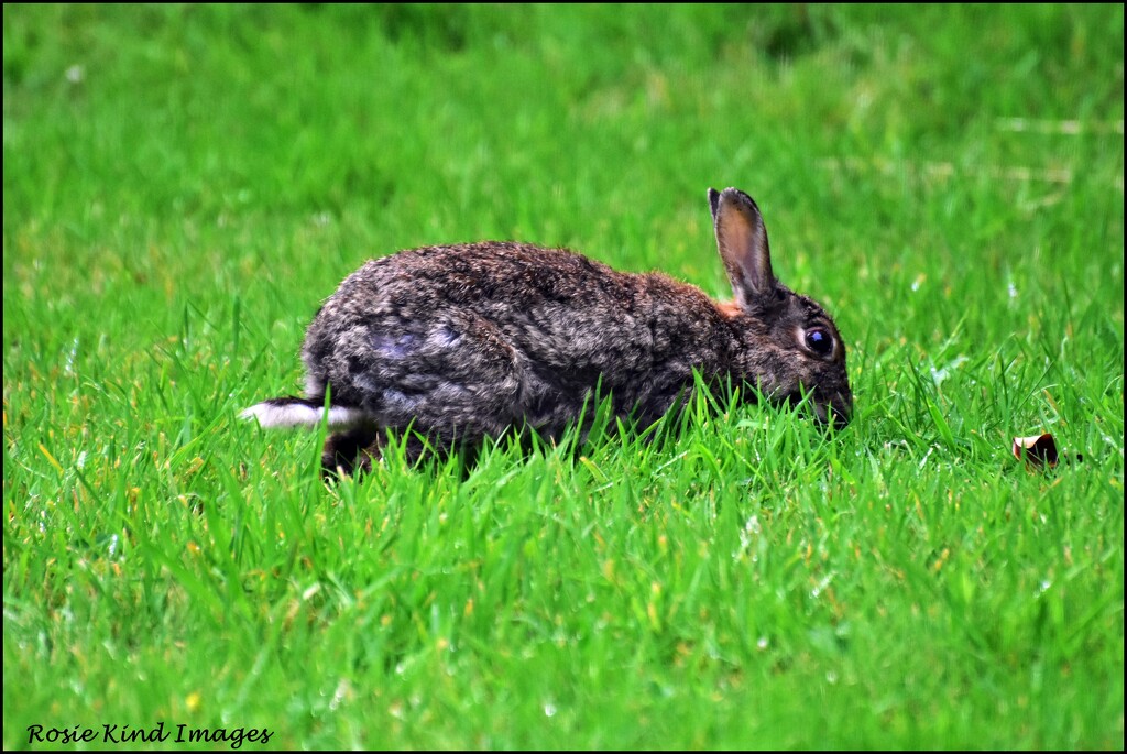 Little bunny at RSPB by rosiekind