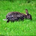 Little bunny at RSPB by rosiekind