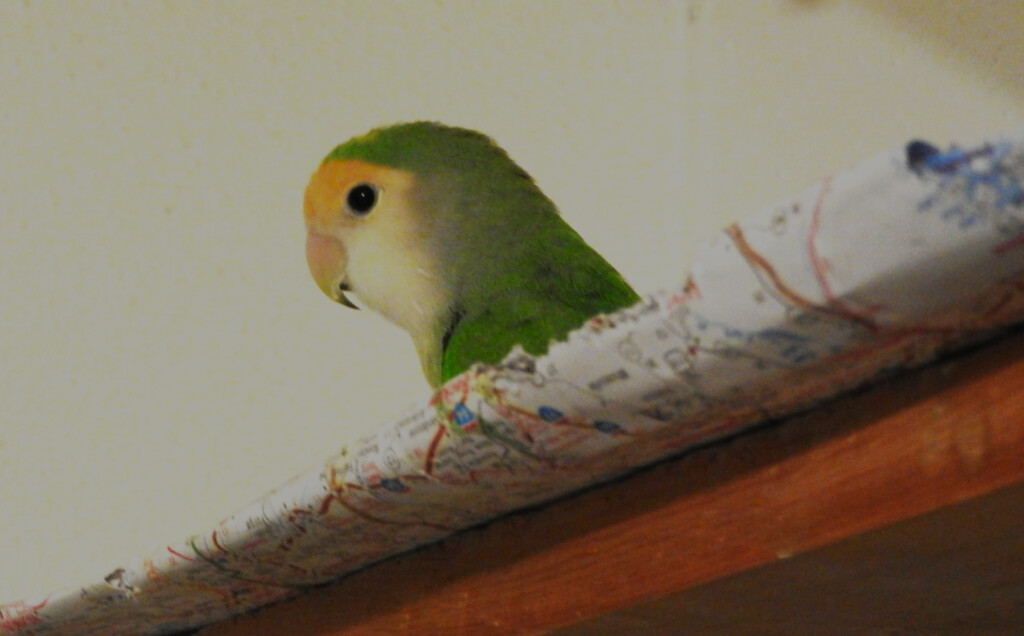 Meditating on her Above-It-All shelf... by peachfront