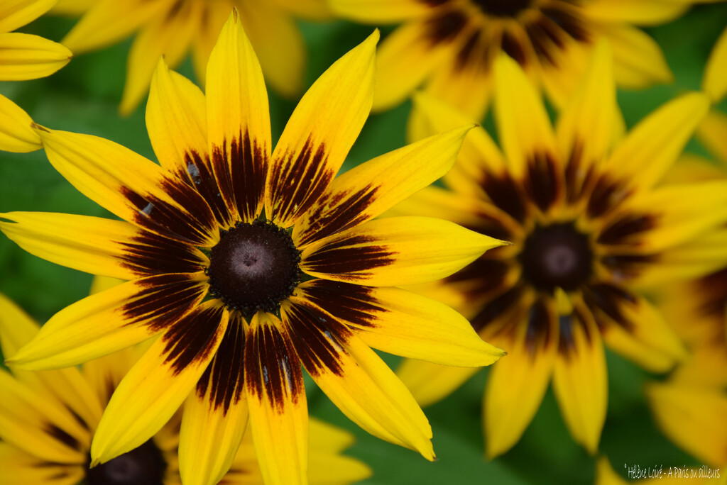 Rudbeckia by parisouailleurs