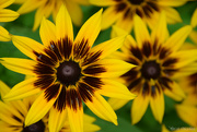 13th Jul 2024 - Rudbeckia