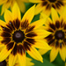 Rudbeckia by parisouailleurs