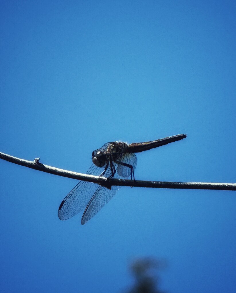 Dragonfly Resting  by horter