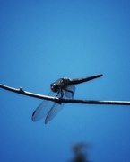 13th Jul 2024 - Dragonfly Resting 