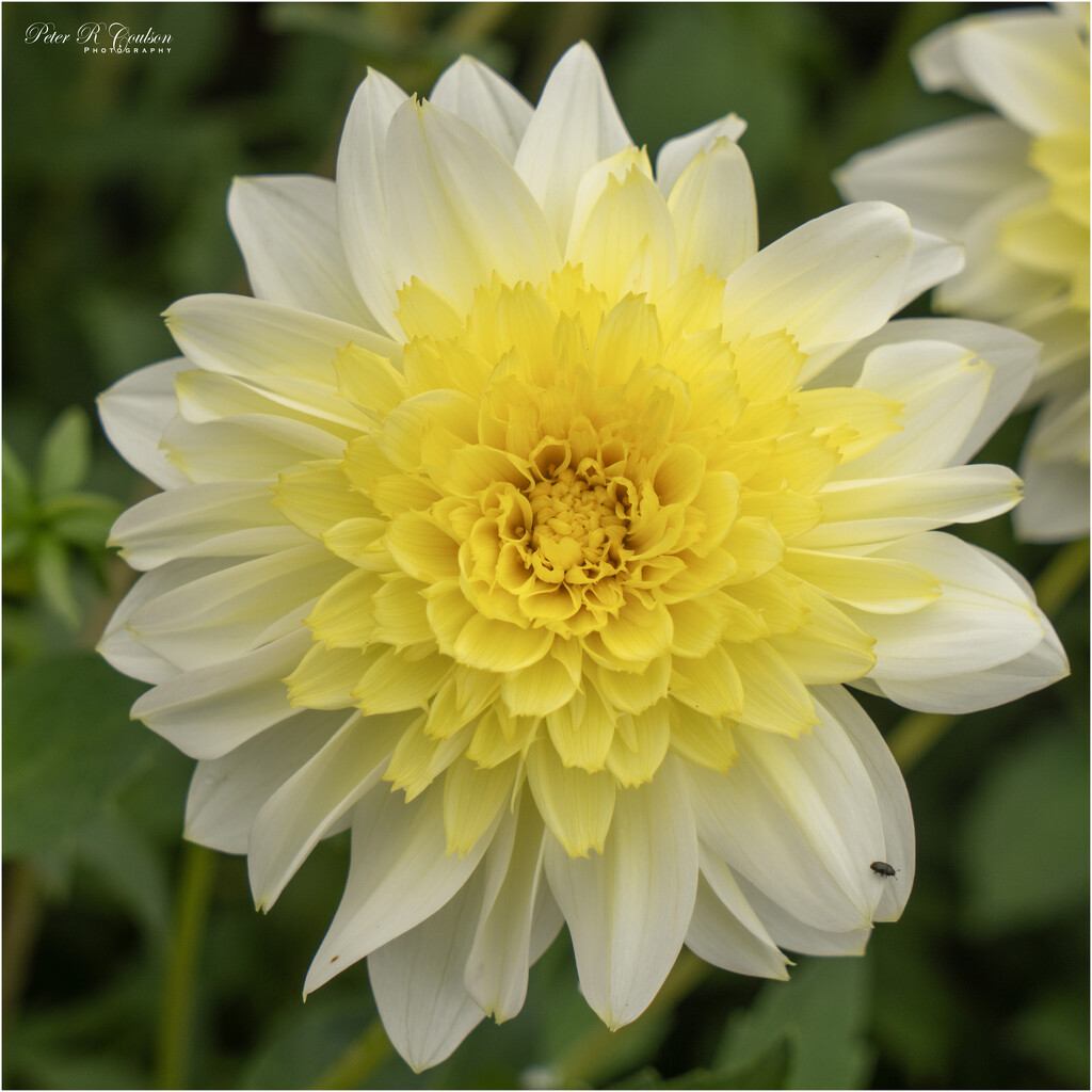 Yellow Dahlia by pcoulson