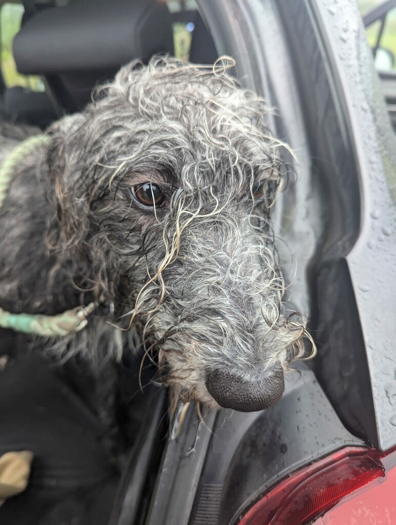 Gentle (and wet) walk with the dog by helenawall