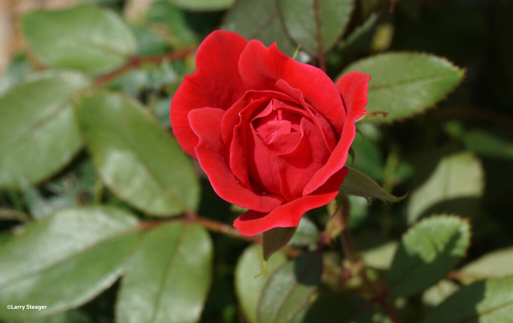 Red rose by larrysphotos