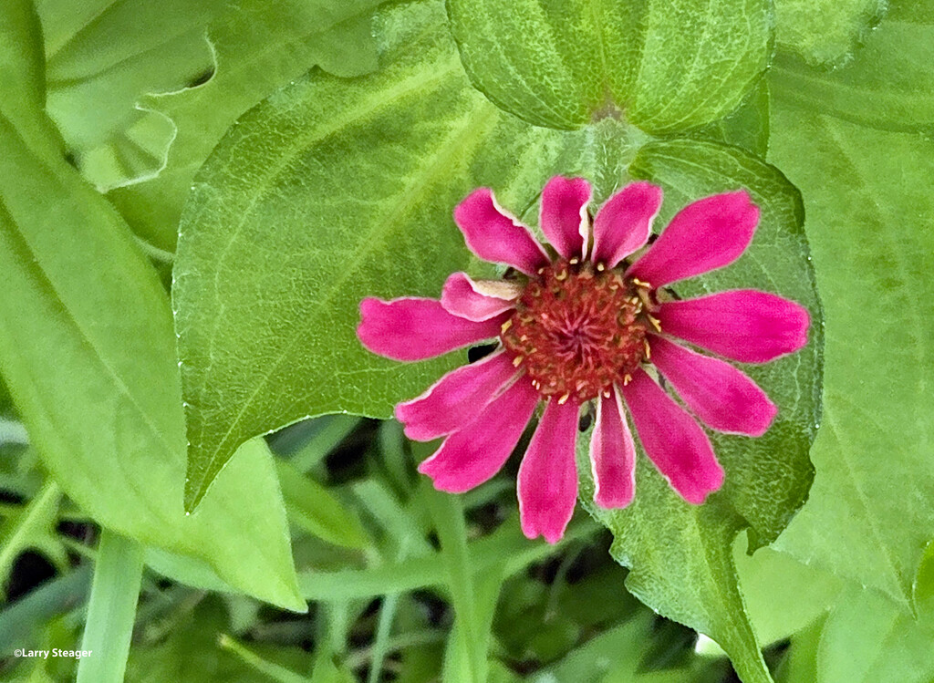 Zinnia by larrysphotos