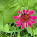 Zinnia by larrysphotos