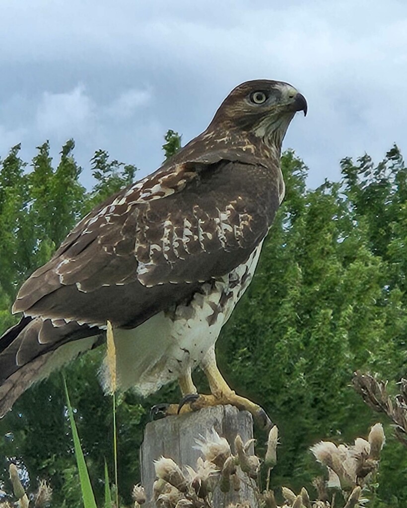 Sitting Hawk by randy23