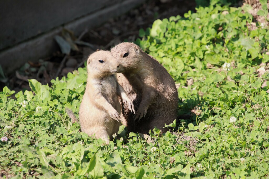 Momma And Baby by randy23