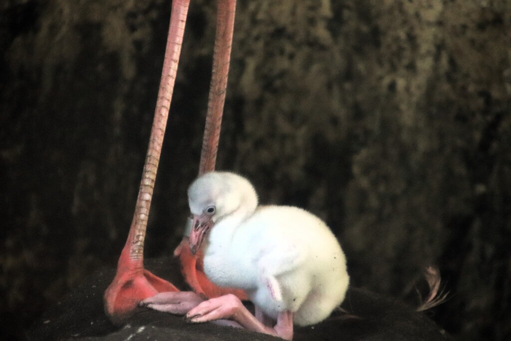 Baby Flamingo by randy23