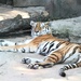 Sleeping Tiger by randy23