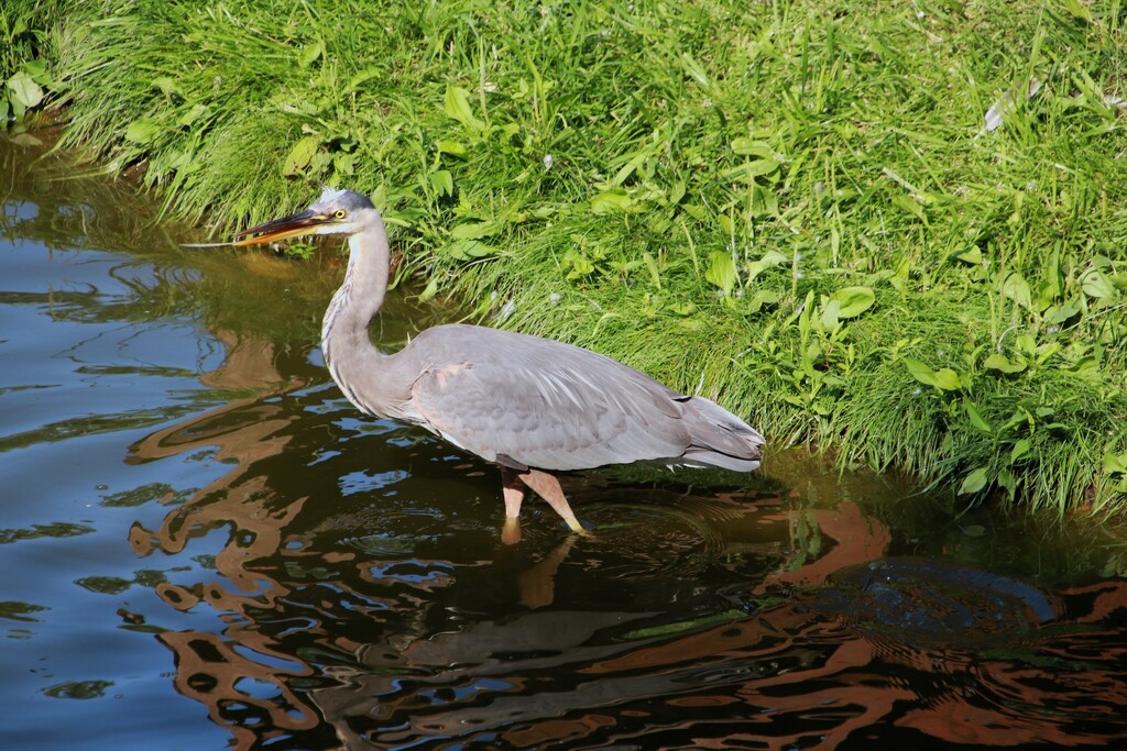 Fishing Heron by randy23