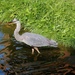 Fishing Heron by randy23