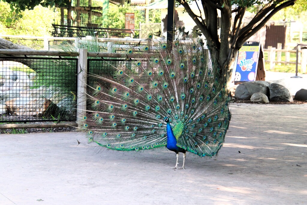 Proud Peacock by randy23