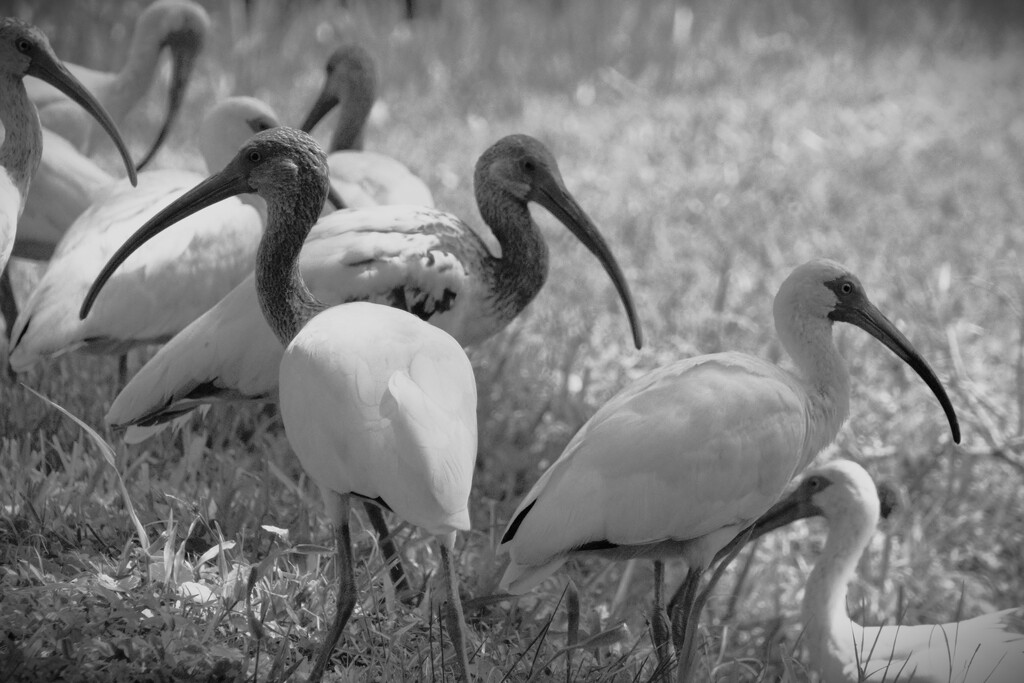 Trash Birds by photohoot