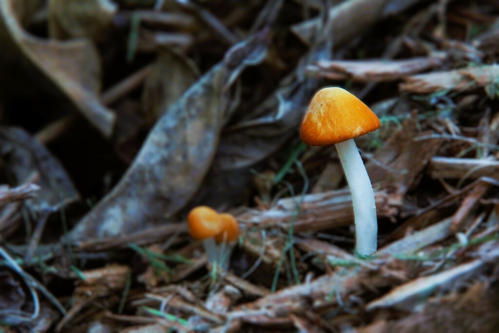 Possibly Poisonous Mushroom by photohoot