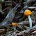 Possibly Poisonous Mushroom by photohoot