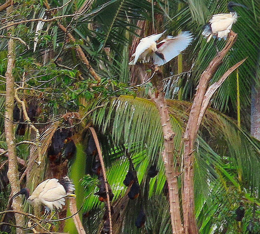   White Ibis & Bats ~  by happysnaps