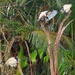   White Ibis & Bats ~  by happysnaps