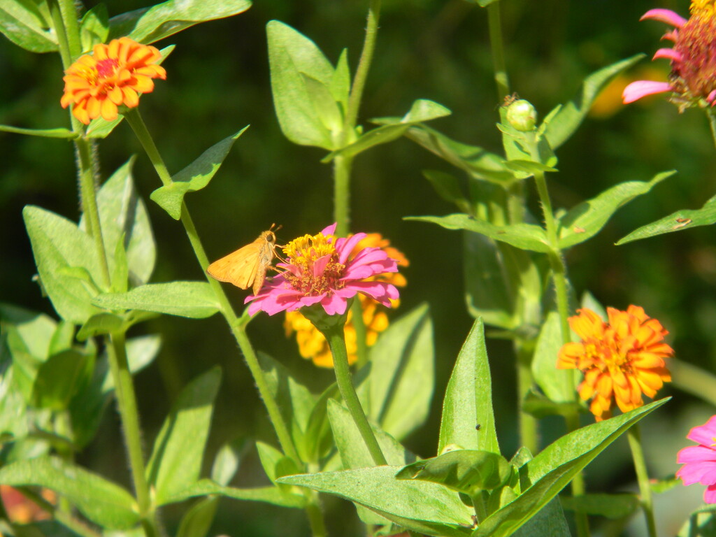 Butterfly on Pink Flower by sfeldphotos