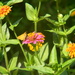 Butterfly on Pink Flower by sfeldphotos