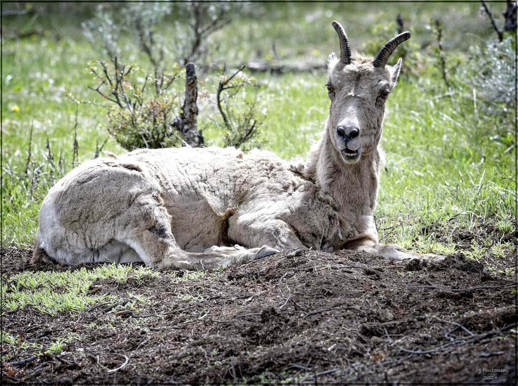 Bighorn Sheep by bluemoon