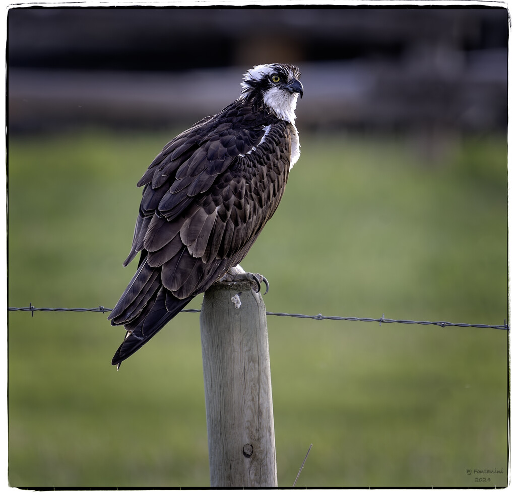 Osprey by the Side of the Road by bluemoon