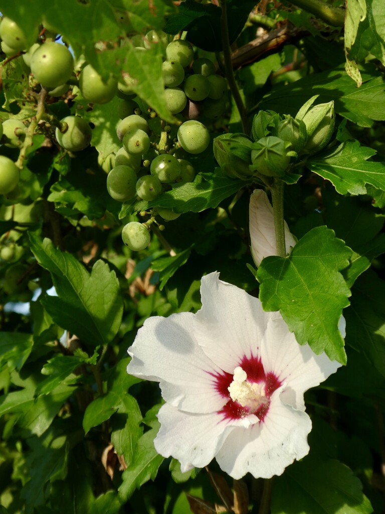 White Rose of Sharon by mtb24