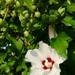 White Rose of Sharon by mtb24