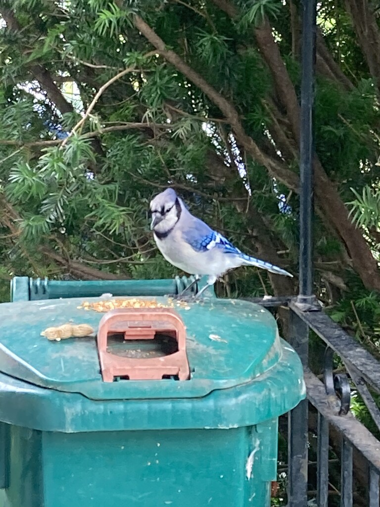 Blue Jay Visiting by spanishliz