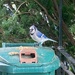 Blue Jay Visiting by spanishliz