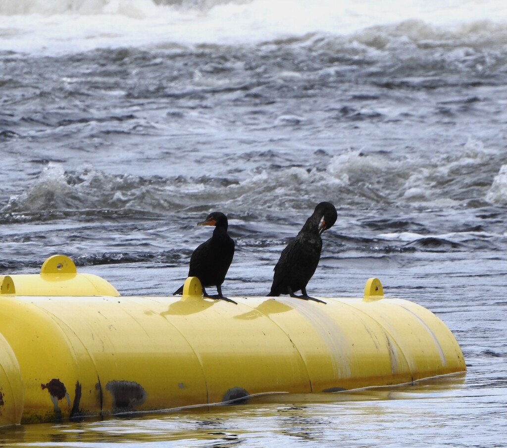 Cormorants by sunnygreenwood