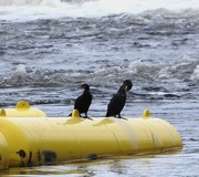 2nd Jul 2024 - Cormorants