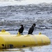 Cormorants by sunnygreenwood