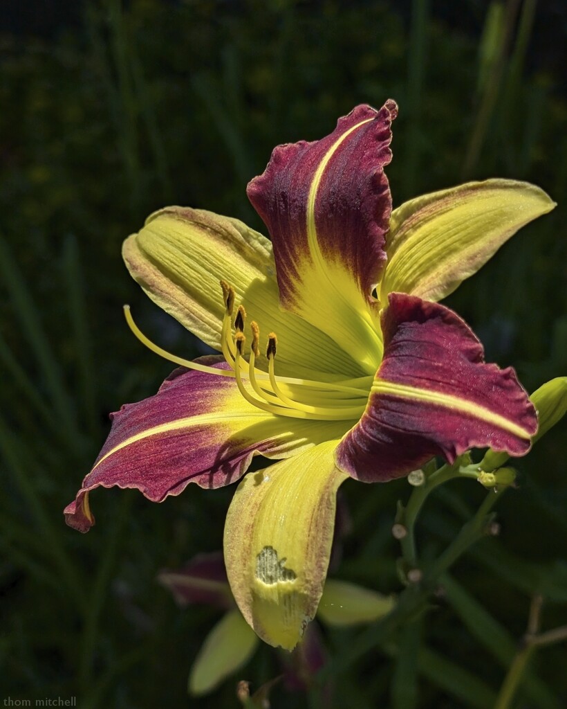 Day lily  by rhoing