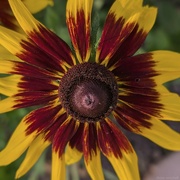 27th Jun 2024 - Aster