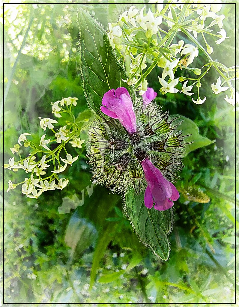 A Little Purple Flower Caught My Eye by olivetreeann