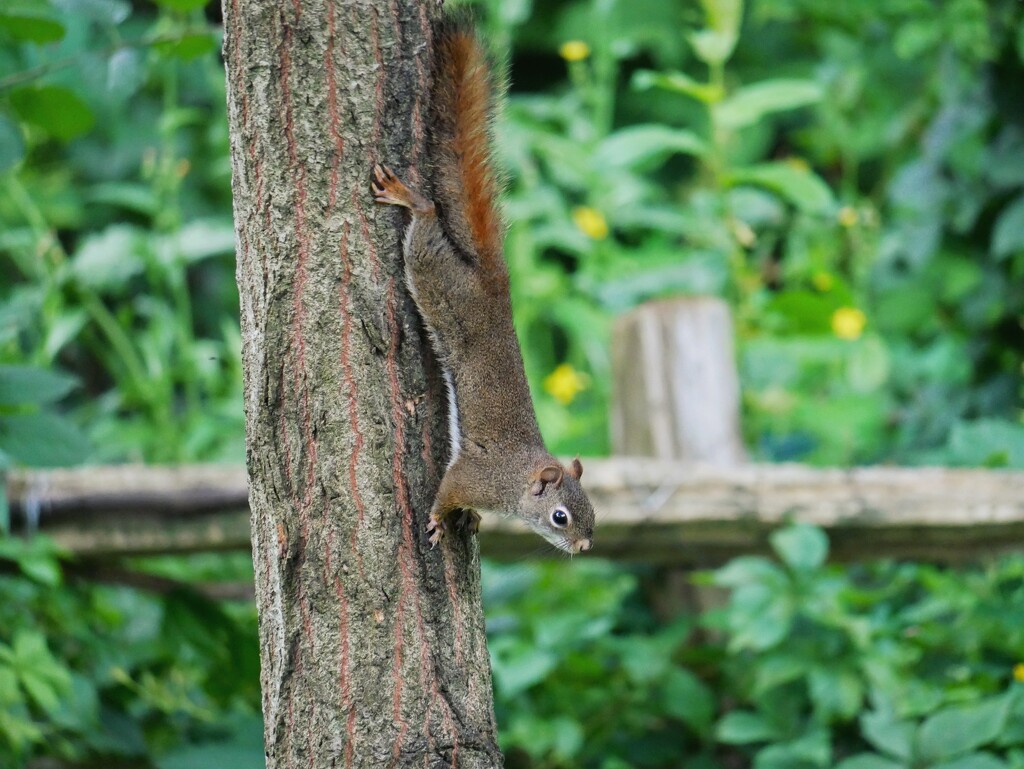 Downward-facing squirrel by ljmanning