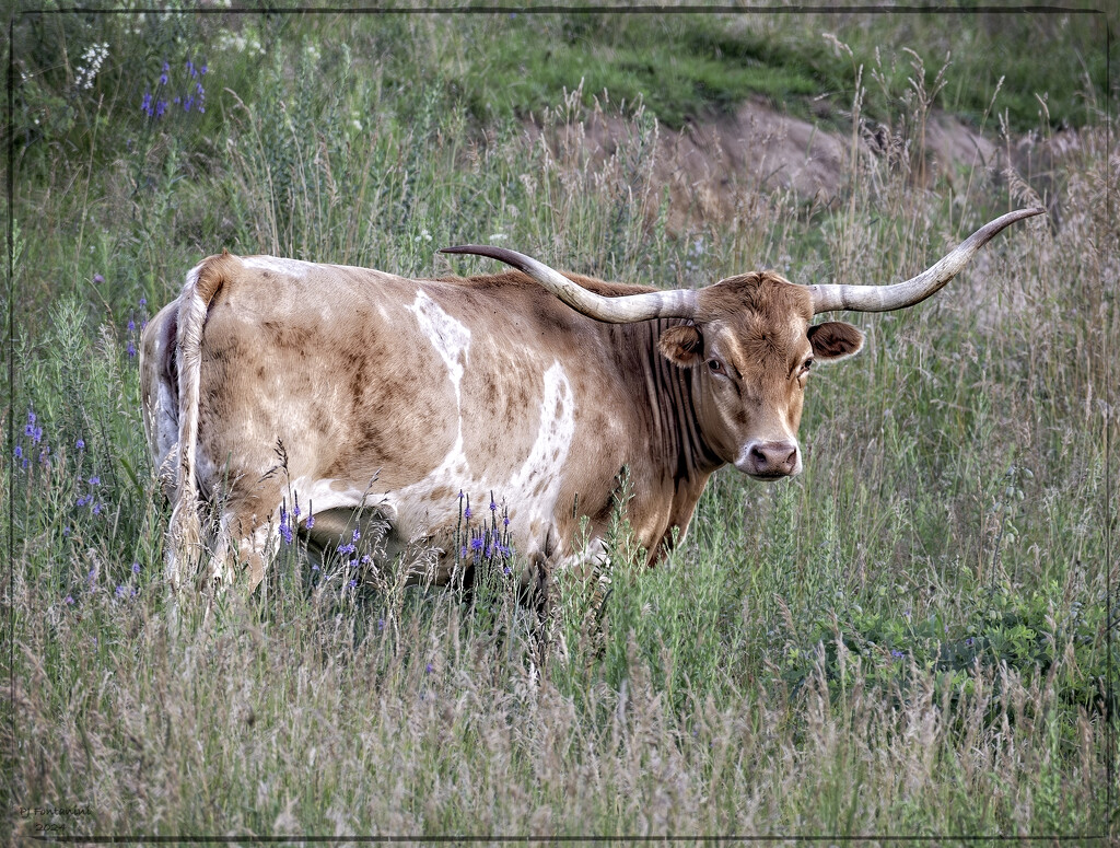 Texas Longhorn by bluemoon