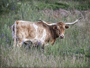 15th Jul 2024 - Texas Longhorn