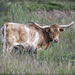 Texas Longhorn by bluemoon