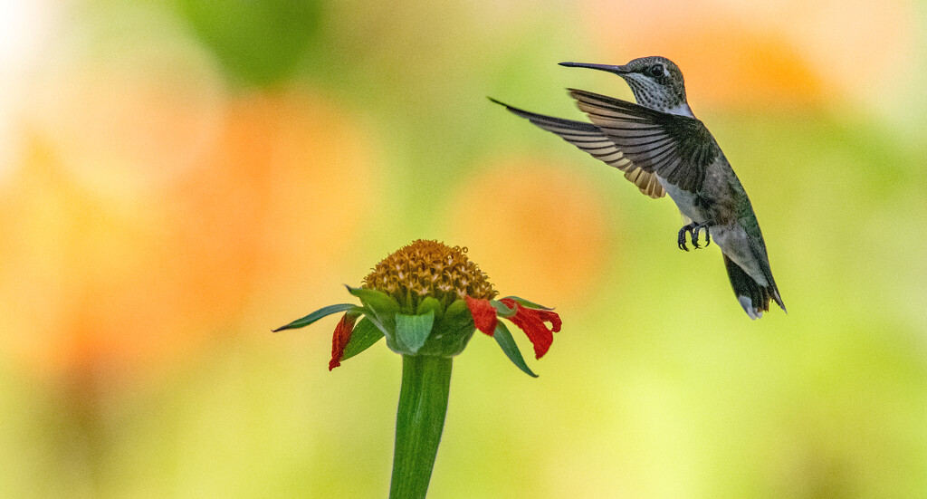 Finally Saw a Hummingbird! by rickster549